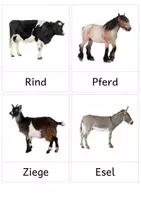 Vorschau - Bildkarten - Nutztiere: 20 Bildkarten/ flash cards mit Fotos - Seite 3