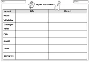 Vorschau - Arbeitsblätter - Vergleich Affe Mensch - Arbeitsblatt - Deckblatt