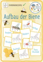 Vorschau - Spiele - Aufbau der Biene – Zuordnungsaktivität / Paare Finden Spiel - Deckblatt