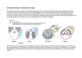 Vorschau - Arbeitsblätter - Atmung mit Kiemen, Tracheen und Lungen - Deckblatt