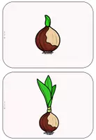 Vorschau - Präsentationen/Tafelbilder - Tafelmaterial - Bild- und Wortkarten Tulpe (Bestandteile + Entstehung) - Seite 3