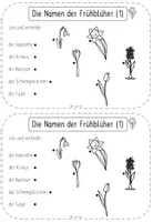 Vorschau - Arbeitsblätter - Frühblüher - Miniheft für die 1. Klasse - Seite 3