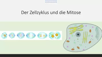 Vorschau - Präsentationen/Tafelbilder - Zellzyklus und Mitose - Seite 1