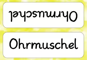 Vorschau - Poster - Sinne: Beschriftungen Ohr - Seite 2