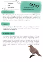 Vorschau - Arbeitsblätter - Amsel - XXL Material-Paket - Seite 2