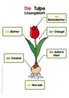 Vorschau - Arbeitsblätter - Frühblüher - Die Tulpe Legepuzzle und Arbeitsblätter - Seite 1