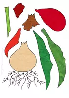 Vorschau - Arbeitsblätter - Frühblüher - Die Tulpe Legepuzzle und Arbeitsblätter - Seite 2
