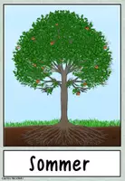 Vorschau - Poster - Ein Baum im Jahresverlauf: Bild-und Wortkarten - Seite 3