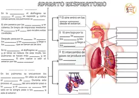Vista previa - Hojas de trabajo - APARATO RESPIRATORIO - página 2