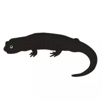 Vorschau - selbst erstellte Cliparts/Grafiken - Cliparts Lurche + Kriechtiere - Seite 3