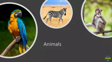 Vorschau - Arbeitsblätter - Zoo Animals Bundle - Deckblatt