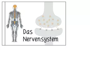 Vorschau - Arbeitsblätter - NERVENSYSTEM - Flipbook - Seite 2