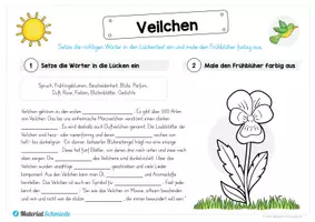 Vorschau - Arbeitsblätter - Materialpaket: Veilchen - Seite 3