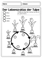 Vorschau - Arbeitsblätter - Frühblüher: Lebenszyklus Tulpe Arbeitsblätter - Seite 3