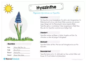 Vorschau - Arbeitsblätter - Materialpaket: Hyazinthe - Seite 2