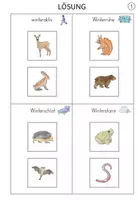 Vorschau - Merkblätter - Sprachförderung "Tiere im Winter": Klettmappen (DaZ/DaF) - Seite 3