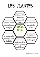 Vista previa - Unidades / Secuencias / Situaciones de Aprendizaje - ÉSSERS VIUS - LES PLANTES - página 2