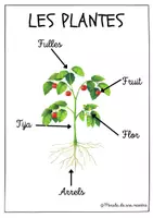 Vista previa - Unidades / Secuencias / Situaciones de Aprendizaje - ÉSSERS VIUS - LES PLANTES - página 3