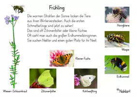 Vorschau - Arbeitsblätter - Frühling - Schmetterling - Biene - Hummel - Seite 3