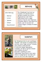 Vorschau - Arbeitsblätter - Materialpaket "Wiedehopf" Vogel des Jahres 2022 - Seite 3