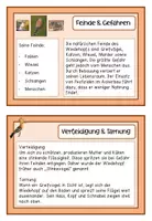Vorschau - Arbeitsblätter - Der Wiedehopf - Vogel des Jahres 2022 - Wissenskartei - Seite 3