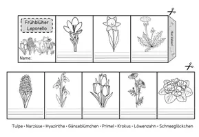 Vorschau - Arbeitsblätter - Frühblüher Leporello - Seite 2