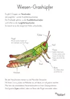 Vorschau - Arbeitsblätter - Insekten- Heuschrecken-Grashüpfer - Deckblatt