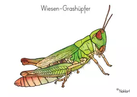 Vorschau - Arbeitsblätter - Insekten- Heuschrecken-Grashüpfer - Seite 2