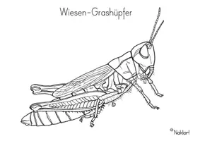 Vorschau - Arbeitsblätter - Insekten- Heuschrecken-Grashüpfer - Seite 3
