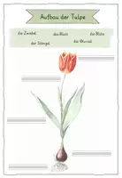 Vorschau - Arbeitsblätter - Aufbau der Tulpe - Frühblüher wächst - Seite 3