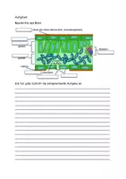 Vorschau - Stundenentwürfe - Das Blatt als Ort der Photosynthese Aufgaben Grafik Lösung - Seite 2