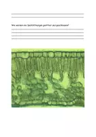 Vorschau - Stundenentwürfe - Das Blatt als Ort der Photosynthese Aufgaben Grafik Lösung - Seite 3