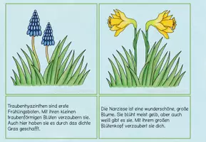 Vorschau - Aufgabenkarten - Lesezuordnungskarten Frühling 2 fach differenziert - Seite 3