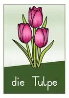 Vorschau - Poster - Frühblüher Tafelmaterial - Seite 1