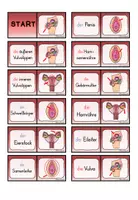Vorschau - Spiele - Geschlechtsorgane (Sexualerziehung / Sexualkunde) - Seite 2