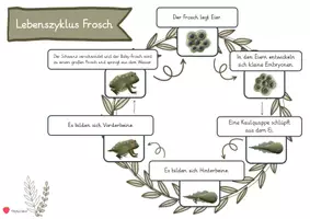 Vorschau - Arbeitsblätter - Materialpaket: Sachunterricht - Lebenszyklus Frosch (Anybook-Reader, Sprechklammern, Sprachrekorder) - Seite 1