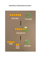 Vorschau - Arbeitsblätter - Legemodell zur Enzymreaktion am Beispiel der Amylase - Deckblatt