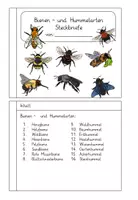 Vorschau - Arbeitsblätter - Wildbienen und Hummeln - Steckbriefe - Seite 2