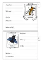 Vorschau - Arbeitsblätter - Wildbienen und Hummeln - Steckbriefe - Seite 3