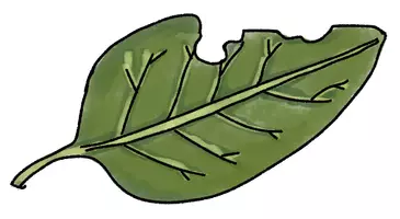 Vorschau - selbst erstellte Cliparts/Grafiken - KARTOFFEL Cliparts - Seite 2