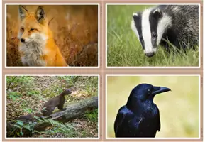 Vorschau - Bildkarten - Fotos - Feldhasen/Hasen - Seite 3