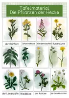 Vorschau - Poster - Pflanzen, Hecke - Tafelmaterial - Seite 1
