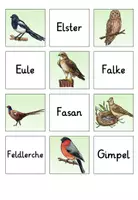 Vorschau - Arbeitsblätter - "Doppelt gemoppelt" zum Thema Vögel - Seite 3