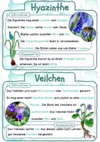Vorschau - Präsentationen/Tafelbilder - Frühblüher - Seite 1