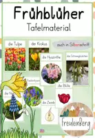 Vorschau - Präsentationen/Tafelbilder - Tafelmaterial - Frühblüher - Deckblatt