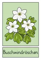 Vorschau - Poster - Frühling: Plakate Frühblüher - Seite 1