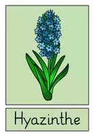 Vorschau - Poster - Frühling: Plakate Frühblüher - Seite 3
