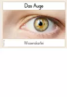 Vorschau - Bildkarten - Das Auge - Der Sehsinn - Wissenskartei - Seite 2