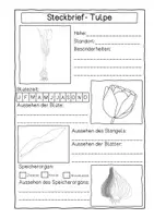 Vorschau - Arbeitsblätter - Frühblüher - Steckbrief - Seite 1