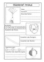Vorschau - Arbeitsblätter - Frühblüher - Steckbrief - Seite 2
